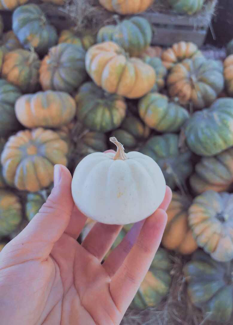 scpumpkinfarm's tweet photo. Today is the day! Come say hi and see all the pumpkins and animals! https://t.co/FdRqzYValj