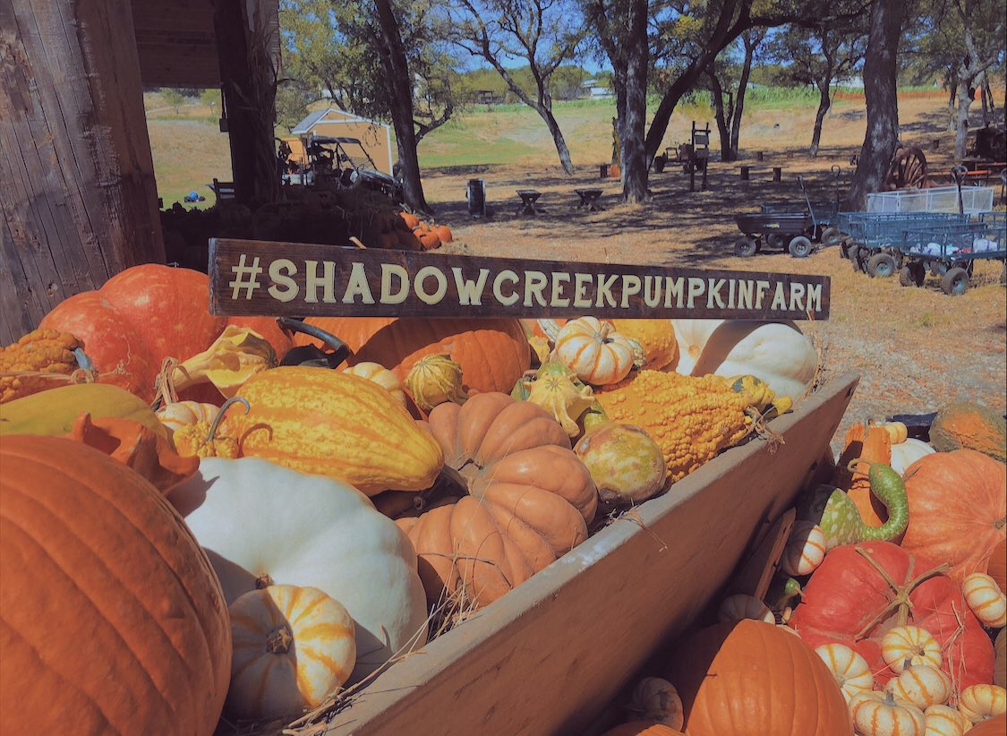 scpumpkinfarm's tweet photo. Today is the day! Come say hi and see all the pumpkins and animals! https://t.co/FdRqzYValj