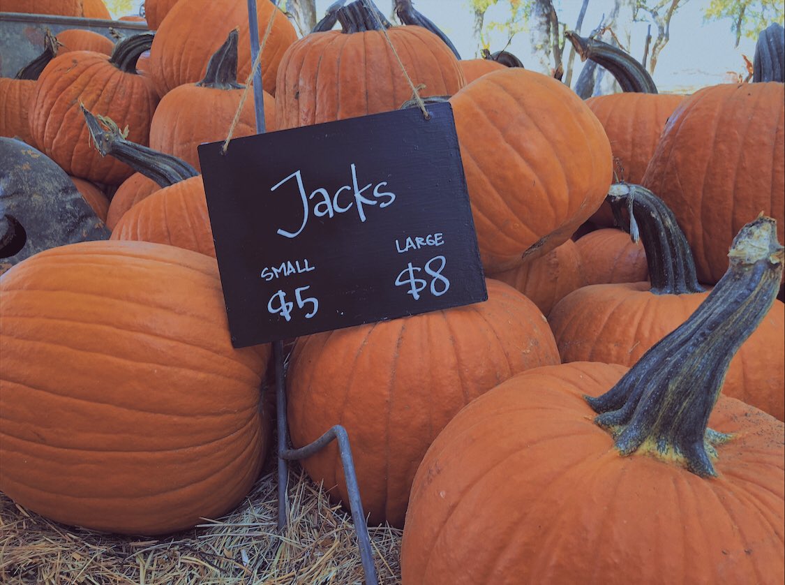 scpumpkinfarm's tweet photo. Today is the day! Come say hi and see all the pumpkins and animals! https://t.co/FdRqzYValj