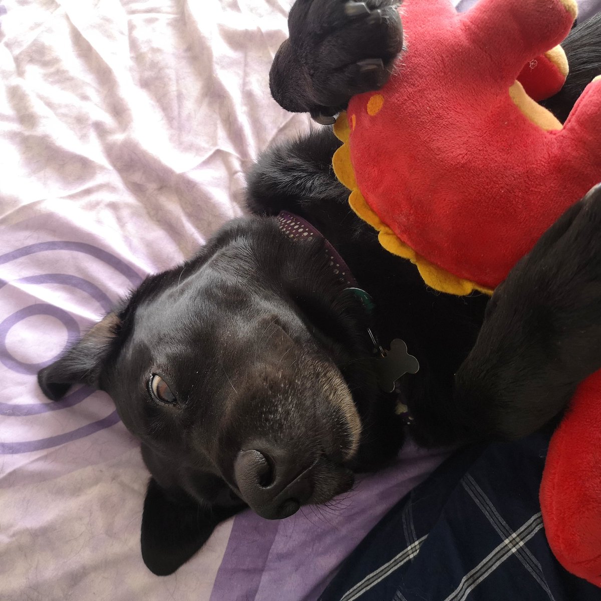 Because the world needs a daft Labrador and her toy dinosaur #Whoopi #AssistanceDog #CaninePartnersUK