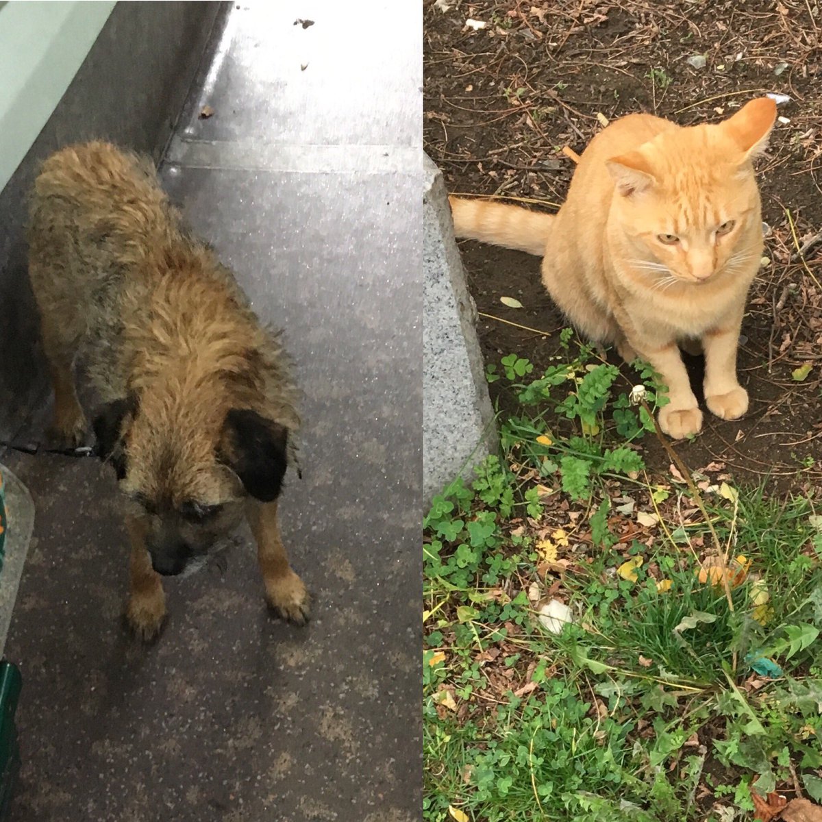 MandrewB's tweet image. Today’s animals: Dalston Scruff and Deptford Ginge. 

(Possibly not their real names)