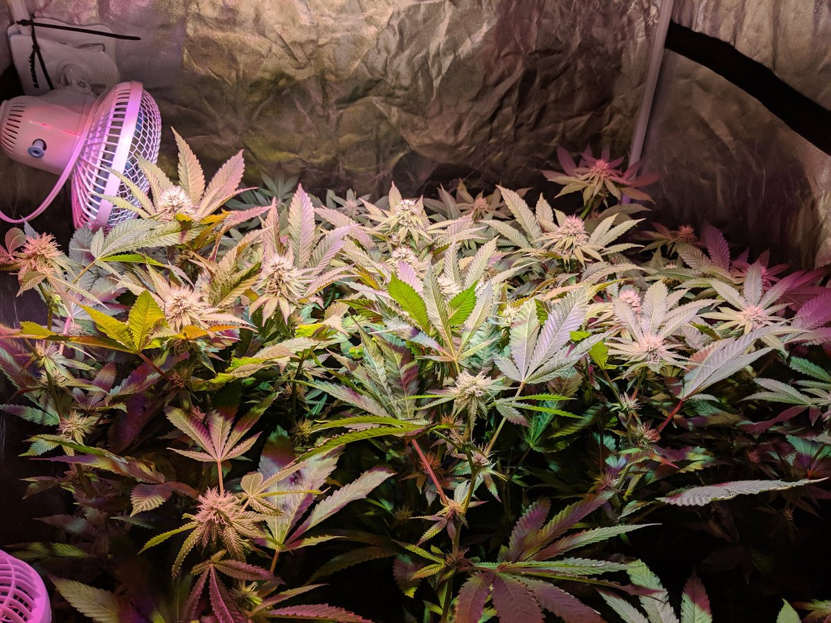 JournalGreenly's tweet photo. Day 29.

I have done, well, almost nothing since triggering flower (anthesis).

Gravity fed Blumats lead to minimal labour. I haven't even defoliated.

Easy peasy.

A little colour showing up now. Should be a solid harvest despite the rocky start.

#4PlantsCup #growyourown https://t.co/6okEwjxXG8