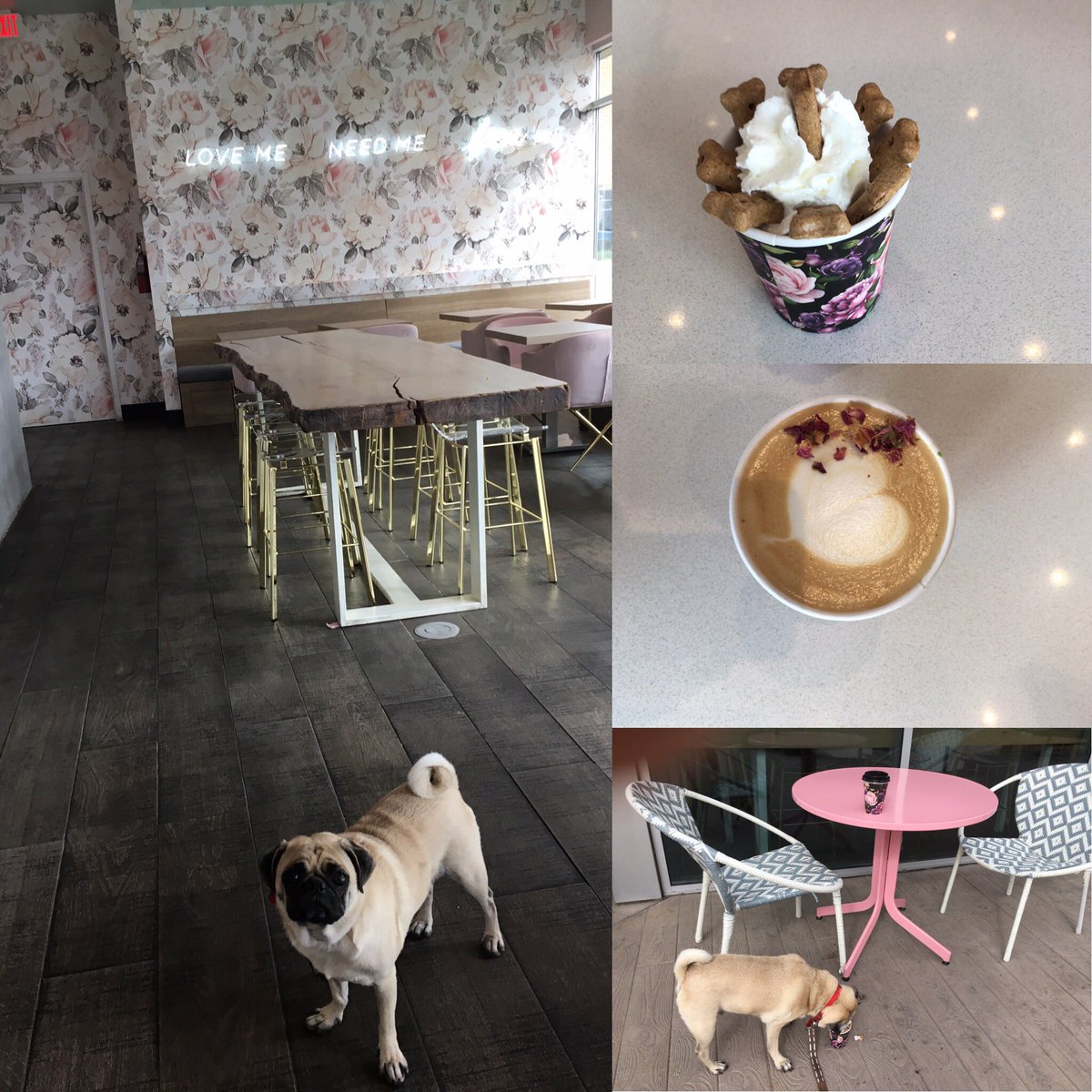 Good morning! Saturday morning ritual with my pug ! Happy Saturday! #pug #pupacino #coffee #weekends