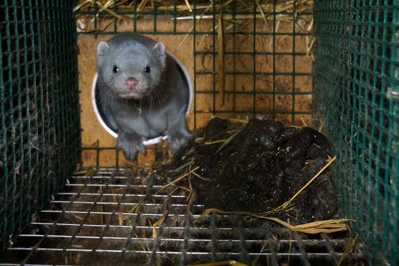 AnimalMinded's tweet photo. RT @1Pepsy: RT @1Pepsy: CAN EYELASHES: Made From #MINK #FUR - Ever be Cruelty-Free!  https://t.co/6Si3JO0aok  AnimalCruelty! https://t.co/6PLz6AsXKd