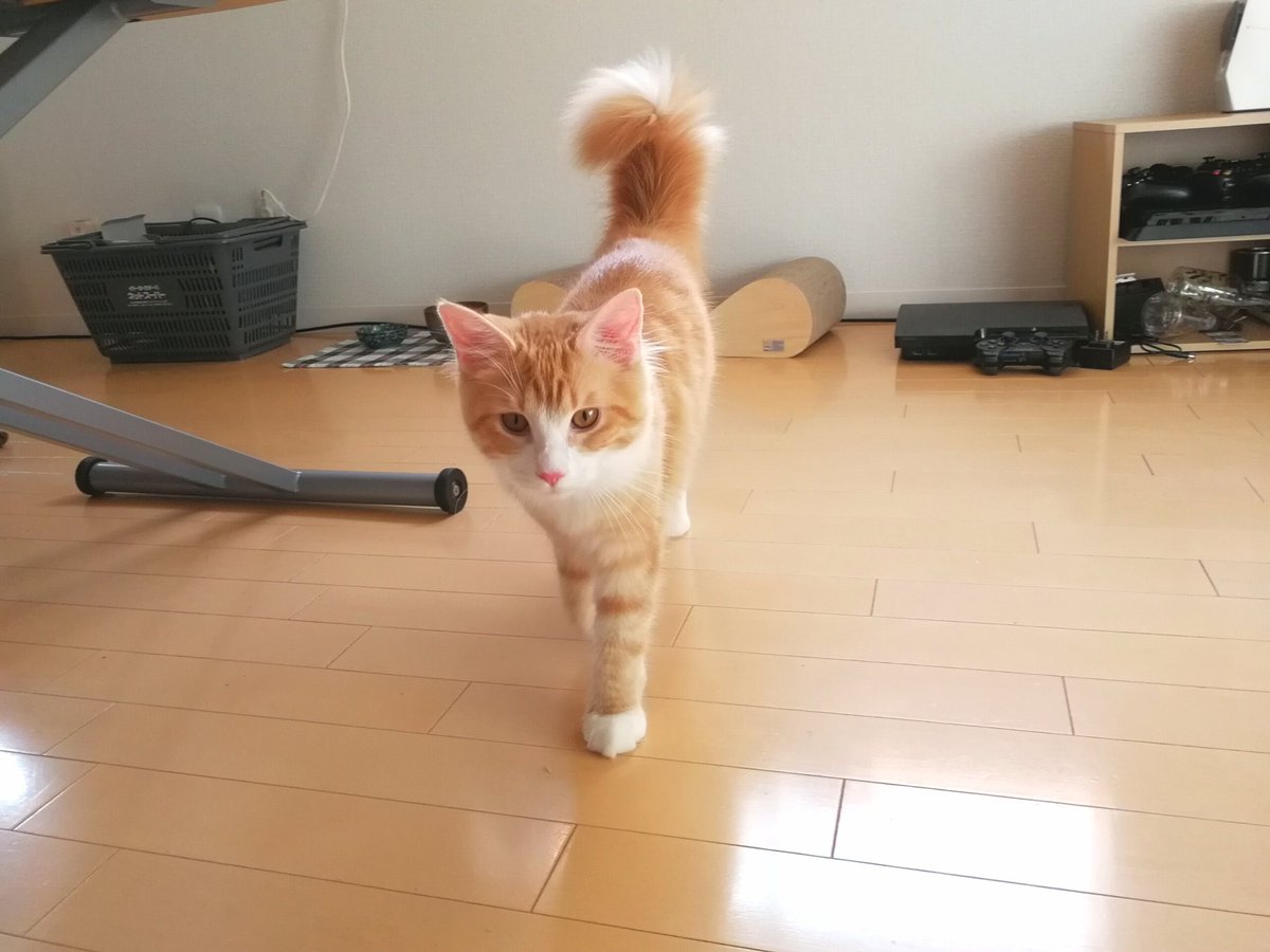 MeowMoeDotCom's tweet photo. ご飯はまだかと付いてくるちくわです。 (chikuwamainecoo)さんより ...
 
#Cats #Cat #Kittens #Kitten #Kitty #Pets #Pet #Meow #Moe #CuteCats #CuteCat #CuteKittens #CuteKitten #MeowMoe

https://t.co/ddnu3DEXfE
 
. https://t.co/9oLIDUCkOU
