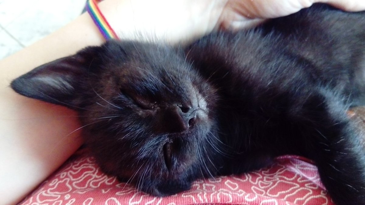 Ares Cases Castellet tweet media