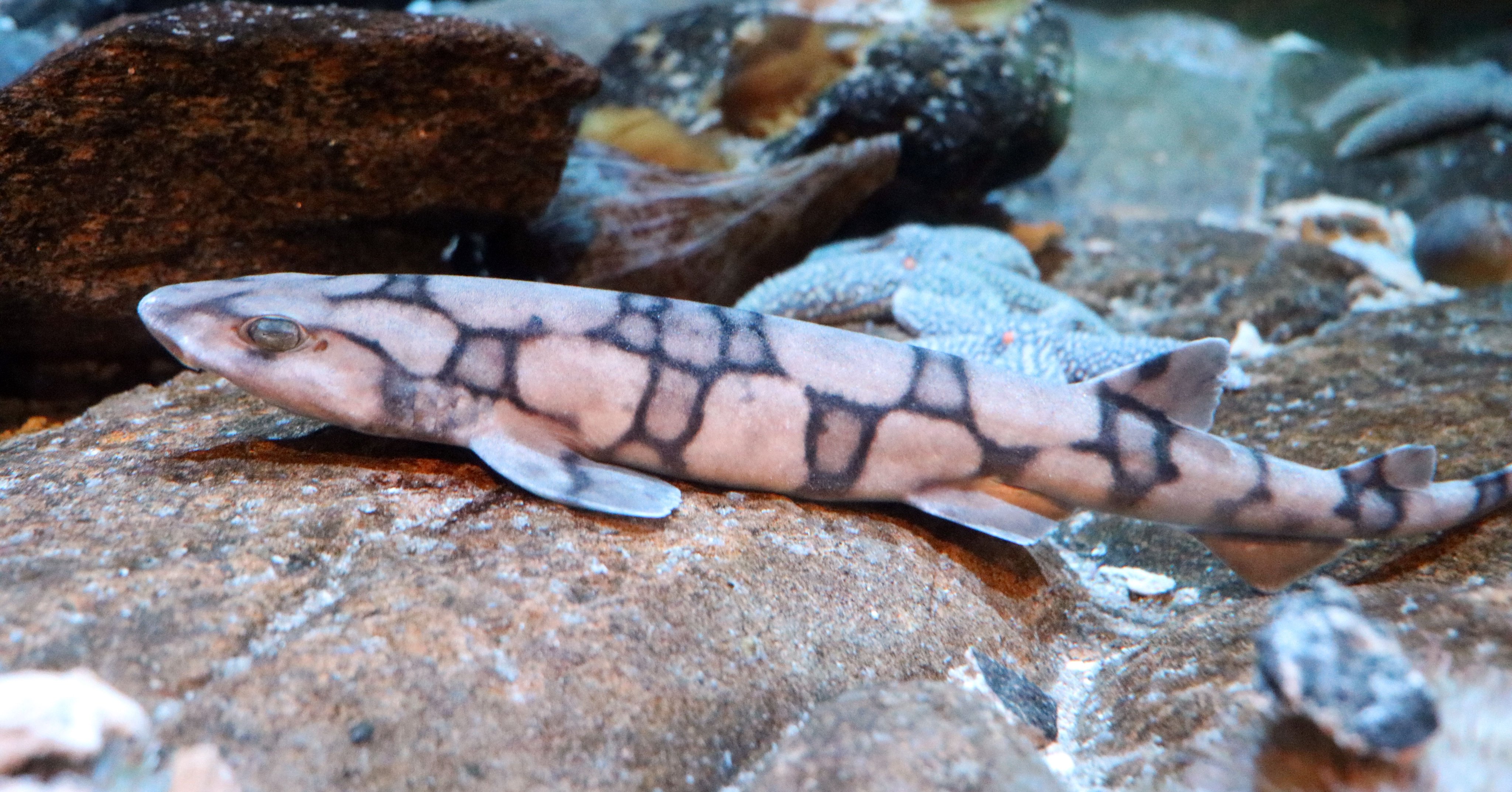 Chain Catshark Aquarium