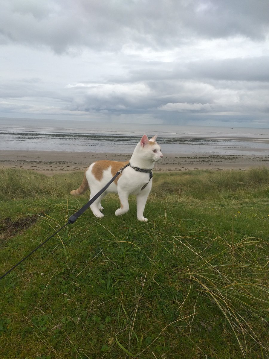 Agirlcalledcho1's tweet photo. Had a nice ramble with Lexi at clogherhead .went to baltray after too to see the fairie mounds . Its lovely there #justwalkinmacat #clogherhead #catonalead https://t.co/aAvdLvHSxR