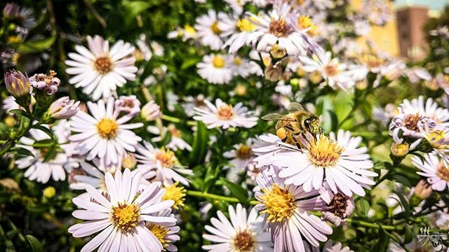 ruralrulez's tweet photo. Anche l' #autunno ci regala immagini meravigliose ❤️ Nei pressi del nostro piccolo #ortourbano c'è questo bellissimo Aster in #fiore , prezioso alleato nell'impollinazione.
.
#cremona #igerscremona #ig_cremona_lodi #inlombardia #autumnrinlombardia #aster… https://t.co/EXuyH46b8W https://t.co/Kc2XgFmgjz