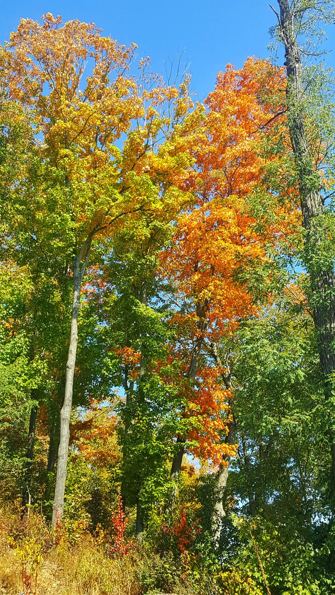 AlexNKulick's tweet photo. I am in awe of every color on an autumn tree #creationdeclares #fall #naturelovers https://t.co/U0AfRE1X6m