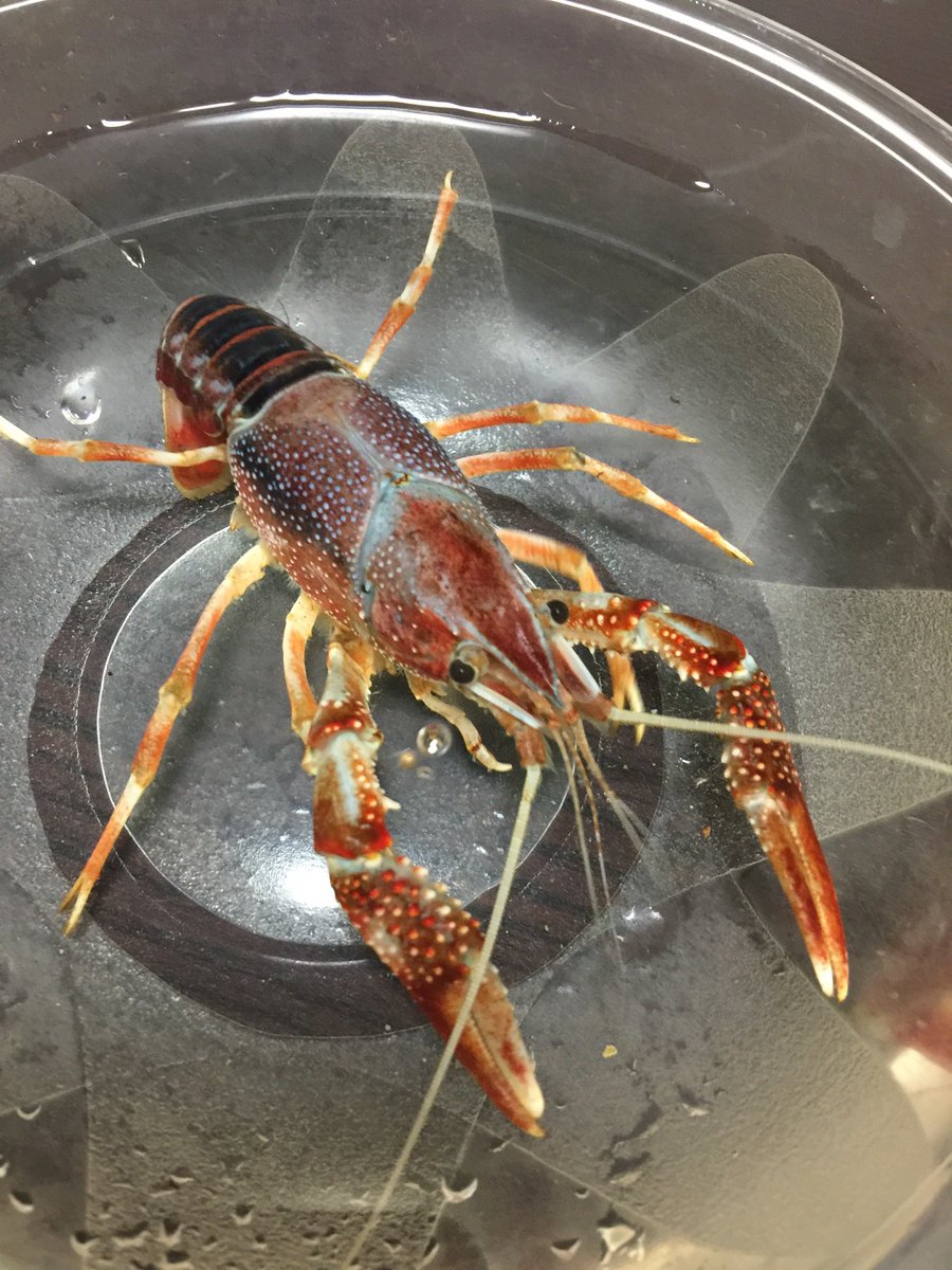 Claw 天然アメリカザリガニ採取 ザリガニは大量にいてもなかなかそう簡単にには白化変異や特殊な変異にはタイミングが合わないと巡り会えない しばらく出会えないとメンタルが持たない 笑 メスだと思って採取したら爪再生のオスやし 笑