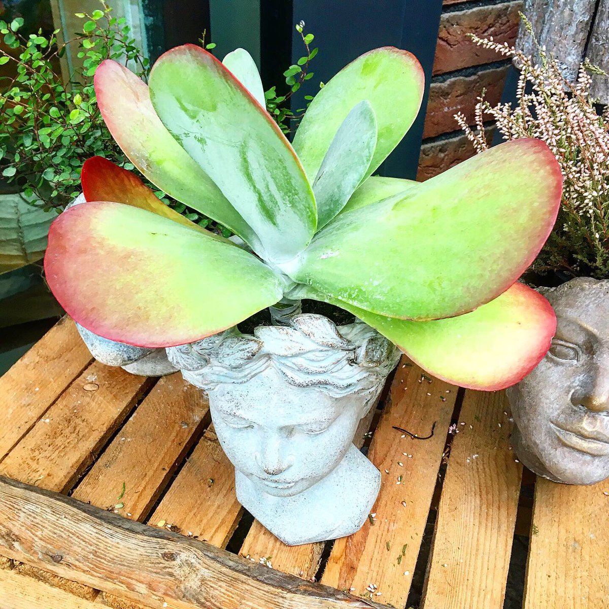 BetsyPlants's tweet photo. Shop windows in Bratislava, September 2019.
#bratislava #plants #succulents https://t.co/GeMrYXMw9y