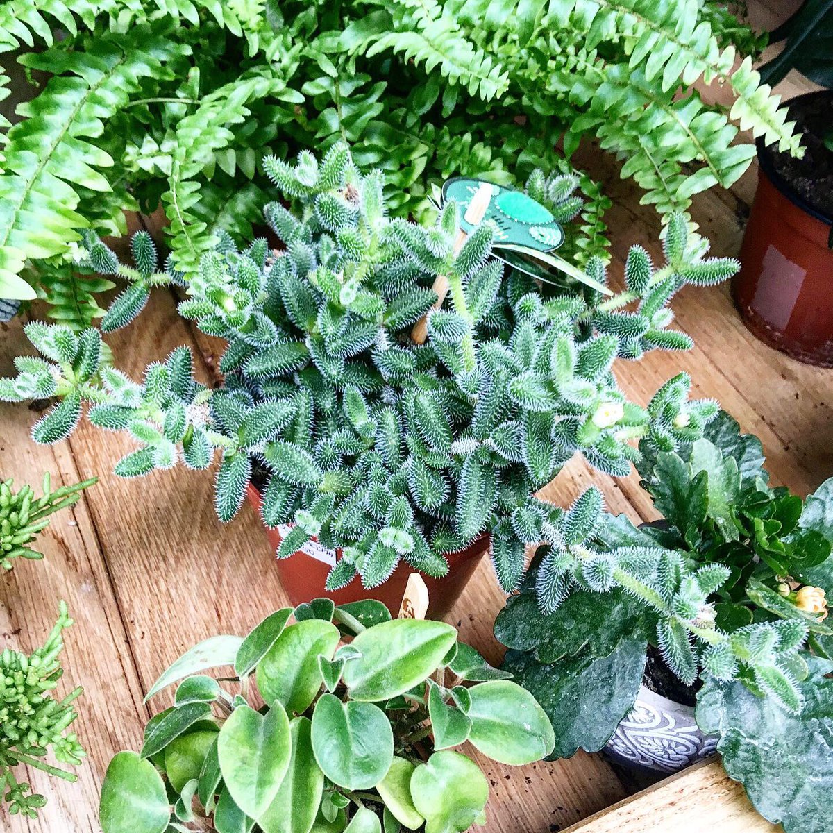 BetsyPlants's tweet photo. Shop windows in Bratislava, September 2019.
#bratislava #plants #succulents https://t.co/GeMrYXMw9y