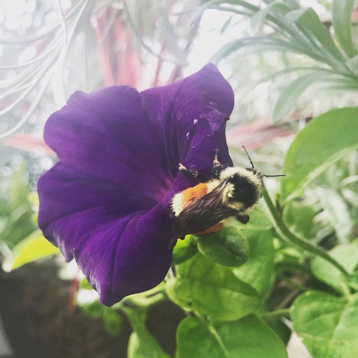 CheyenneTree's tweet photo. Picture from our Greenhouse earlier this summer 🐝 #cheyennetreefarms #bees #savethebees #stopandenjoythemoment https://t.co/0VcFgfNUah
