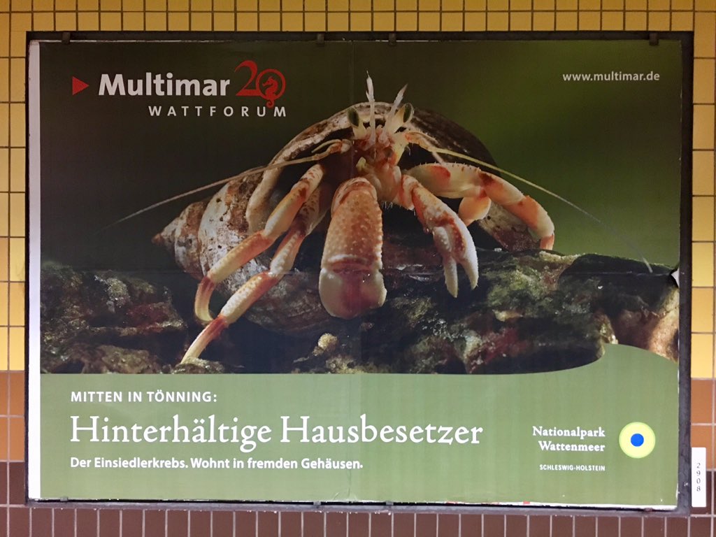 GeorgAlbrecht1's tweet photo. immer diese „hinterhältigen #Hausbesetzer“! 😜🦀😂
#Mietnomaden #Parasiten #Multimar #Wattforum #Nationalpark #Werbung https://t.co/oFq60EfBhL