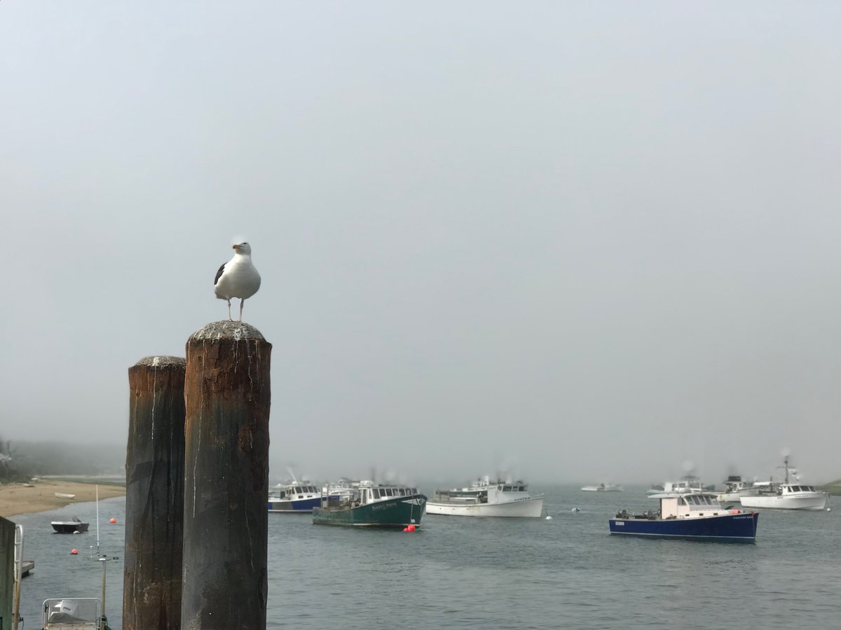 75Locust's tweet image. Chatham fishing fleet in safe harbor with lone seagull overwatch #chatham #capecod