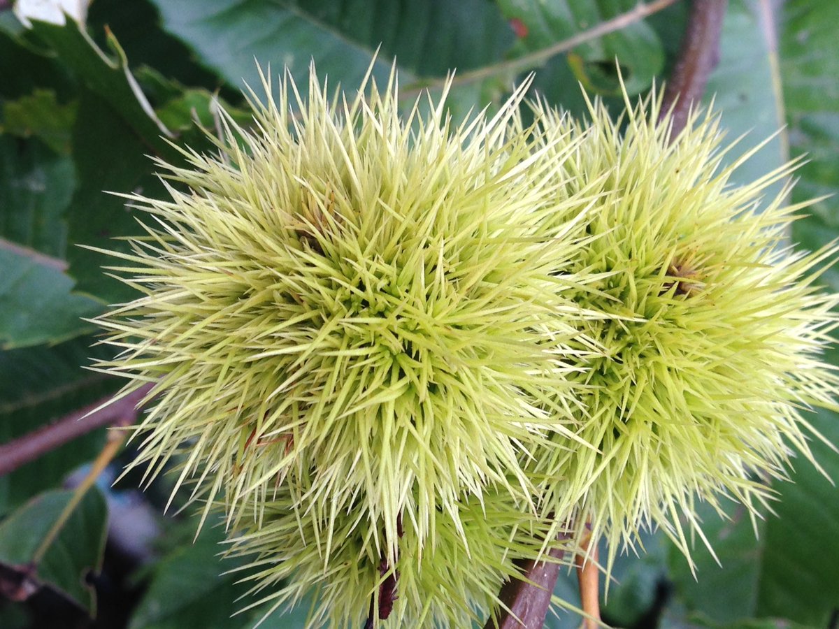 MACAHEL KESTANE BALI
macahel.com