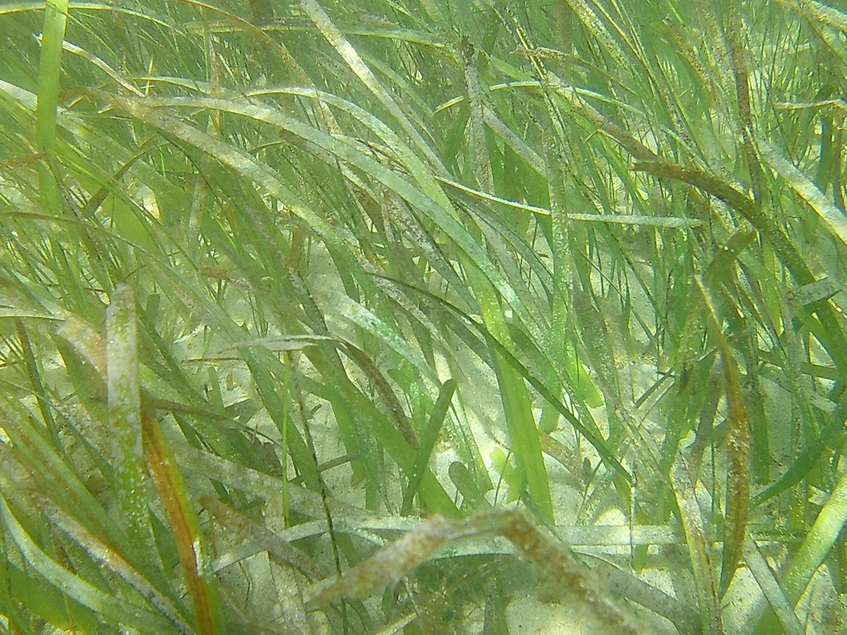 Had a great time collecting seagrass samples with Jim de Fouw's group this week! Seagrass beds provide a valuable habitat for juvenile fish, a food source for threatened species such as green sea turtles and manatees, and are great at #carbonsequestration