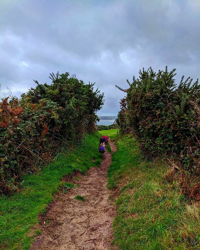 RustyMonkeyTS's tweet photo. So much rain!
Managed to strut the mutts  early doors...always the best mental health pill you can take...fresh air, nature and a couple of bags of poo 😉  #happyplace
#whippetsofinstagram 
#pobbles 
#gower
#dogwalk https://t.co/rog0jsoBnW https://t.co/DfJ7RpRyye