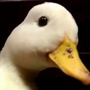 SplatUK_'s tweet photo. Congrats to Release the Quacken for winning the 1st ESL UK Online Qualifier. Quack! 
@ItsSpid, @Geo_Cubed, @Epsilon863 and @Prior168 

Who is going to win the Splatoon2 UKC EGX Qualifier next month? 
#Splatoon2 #SplatoonUKC https://t.co/2SrUCEwBiP