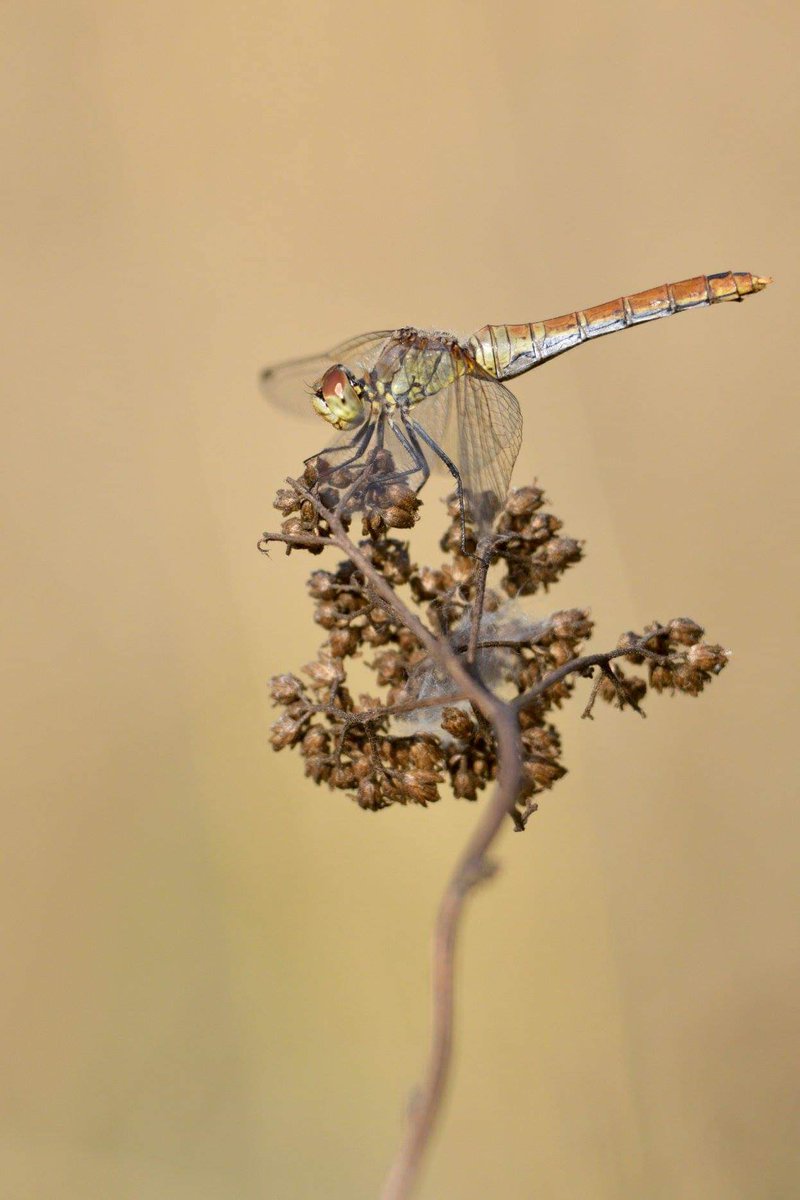 educanature's tweet photo. Sympetrum sanguin femelle.
---
© Philippe SCHMIDT.
---
#educanature #itteville #sympetrumsanguineum #sortiephotos #photos #ilovenature #naturelovers #nature https://t.co/1FfNhbrFVE