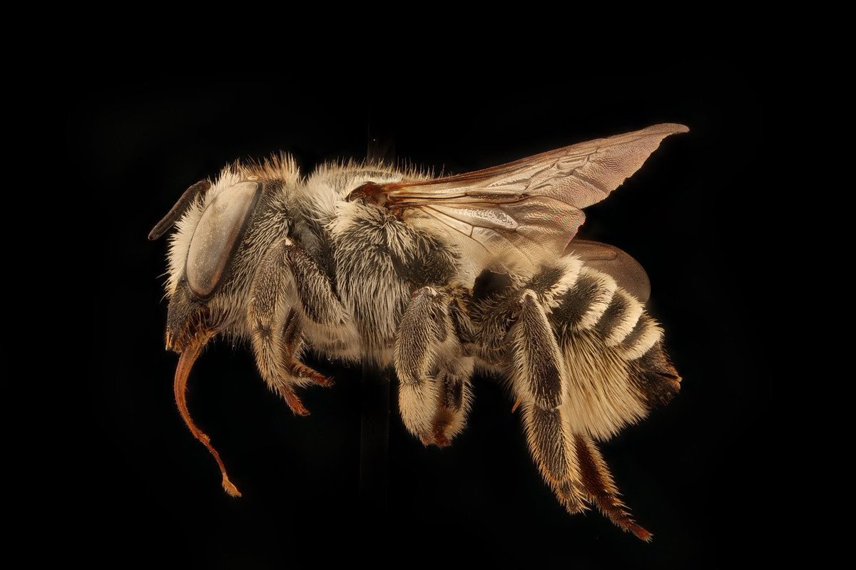 usgsbiml's tweet photo. Heard it was #InverteFest! A trinomial:  Megachile brevis onobrychidis. Thus it is a declaired subspecies of M. brevis of which there have been several and at least one has turned into a species, super cool! https://t.co/NsICMY2rAT
