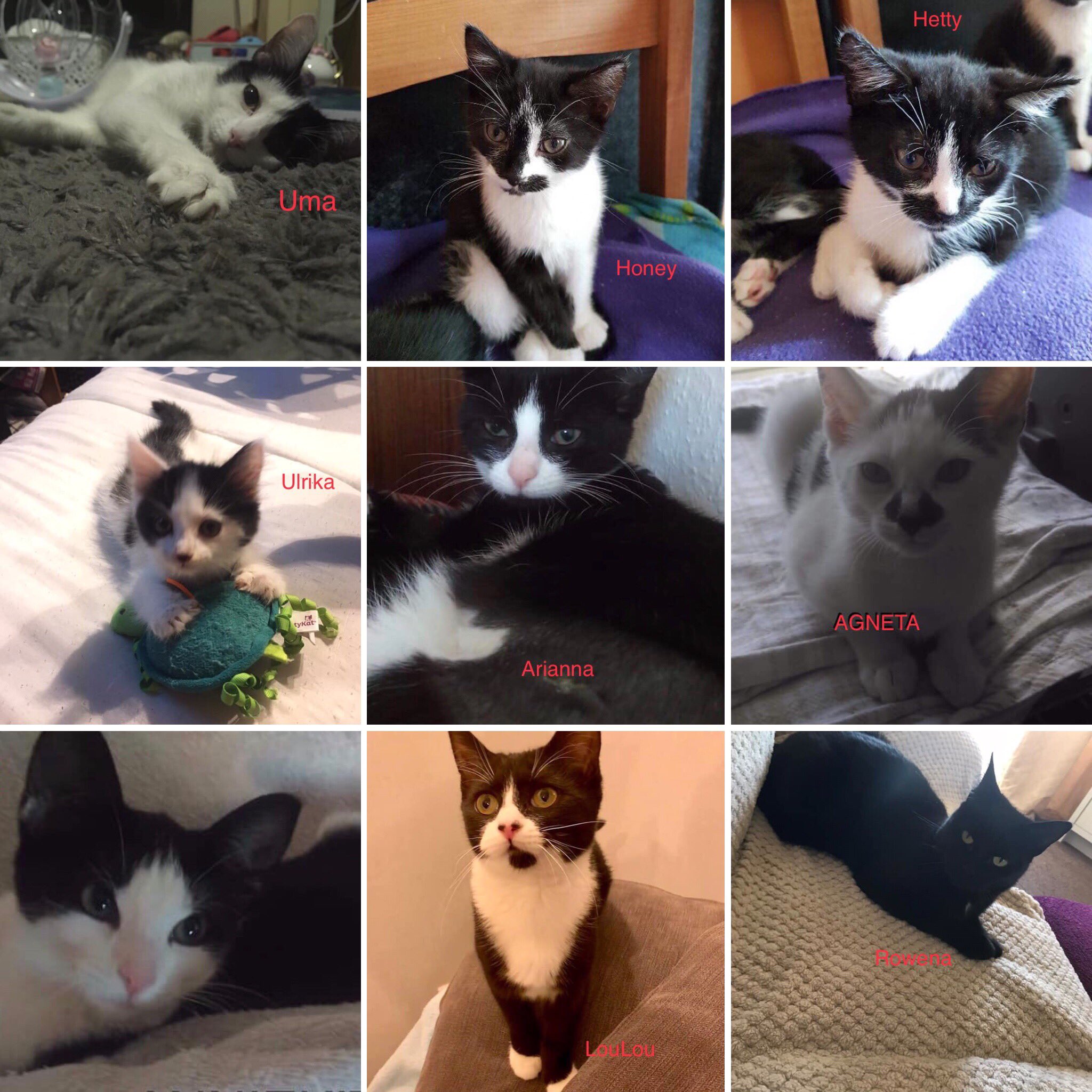 pet hospitals in my area