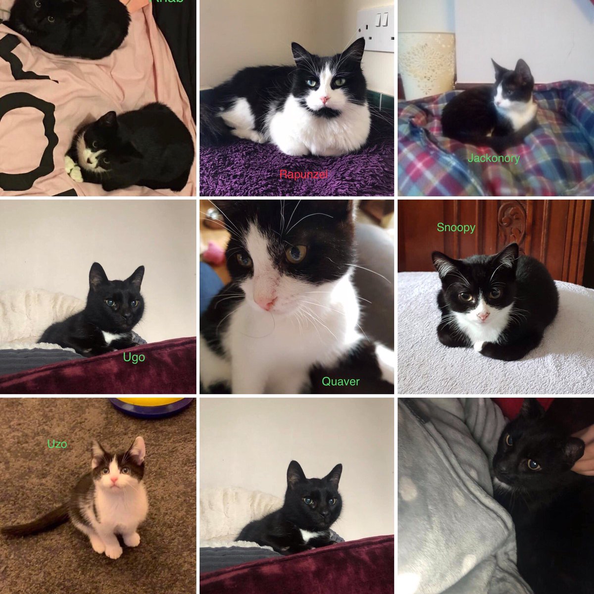 heronbank cat rescue