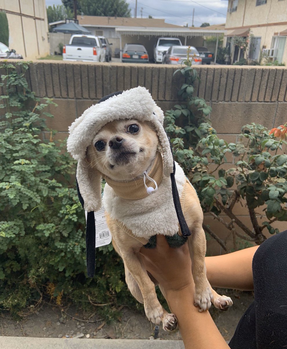 dog_rates's tweet photo. This is Pyles. He got a new fit for his ski trips this winter. Absolutely serving. Puppared for any chilly happenings. 14/10 #SeniorPupSaturday https://t.co/vg2l8jsdL7
