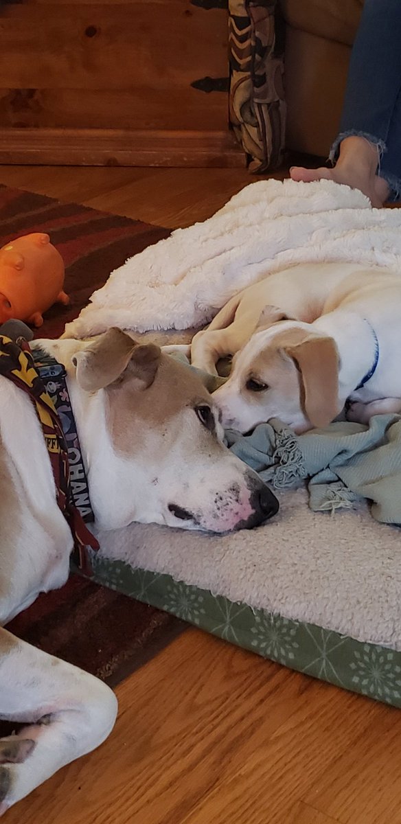 donkortajr's tweet photo. The children are learning to coexist.
@DestWithChar @OrlParkNews @DPARKRADIO @DisneyMarvels @LOTMpodcast @Disney_Discuss
@donkortajr #DisTwitter #Disney #DWCDon #Daisy #Dug https://t.co/BIrJCzLpS8