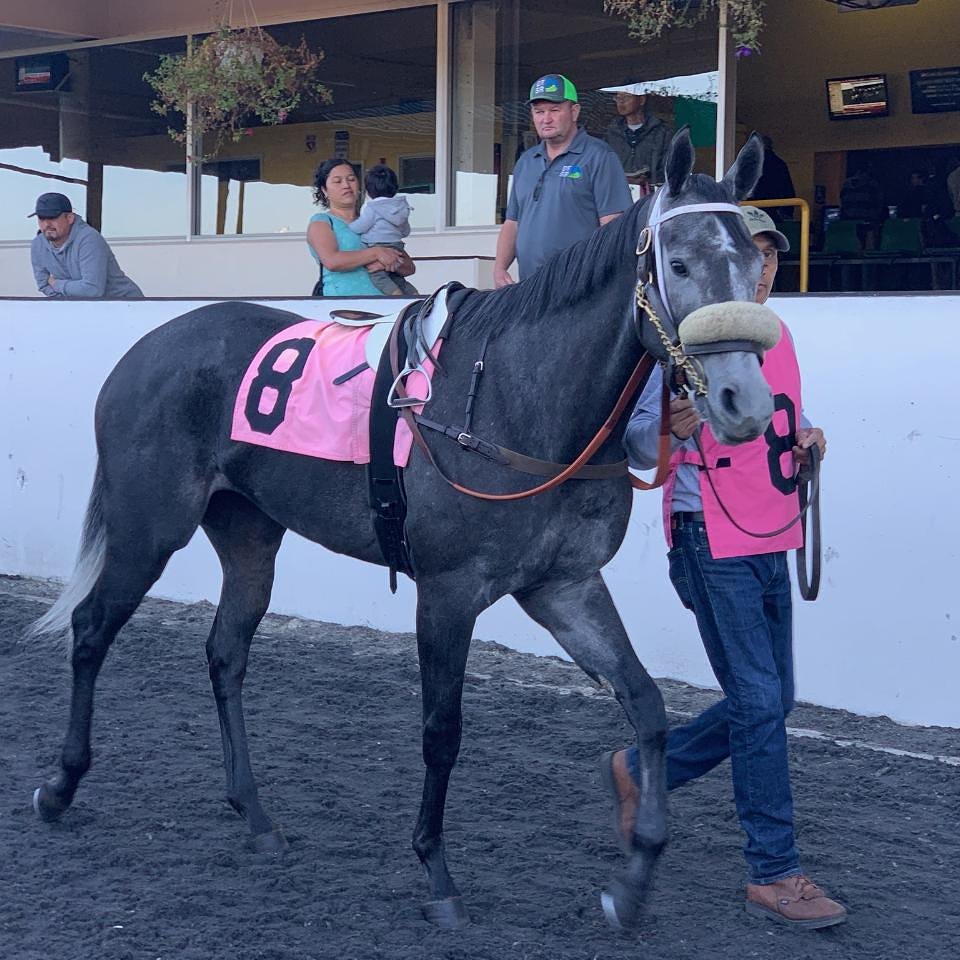 Mamacitastables's tweet photo. We won! Princess Vivian!!! @3coltshandicap #GoldenGateFields #GGfracing #jjhernandezs19 #calbred #California #thoroughbred #thoroughbreds #racing #breeder #prettywoman #juliaroberts #doyouhaveadream https://t.co/tzrdWF1wHh