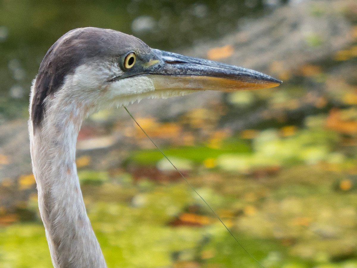 ALBGOGIRL1's tweet photo. After the rain! Visitors at #andrewhaydonpark #egrets #blueheron #MyOttawa #IanBlack@BlacksWeather #birding #wildlifephotography https://t.co/URzH9VzIpv