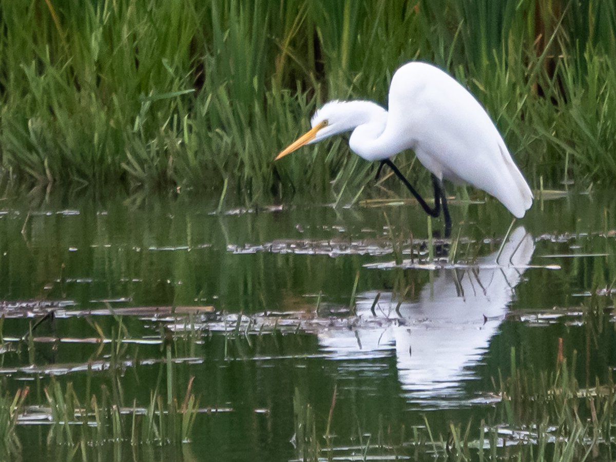 ALBGOGIRL1's tweet photo. After the rain! Visitors at #andrewhaydonpark #egrets #blueheron #MyOttawa #IanBlack@BlacksWeather #birding #wildlifephotography https://t.co/URzH9VzIpv