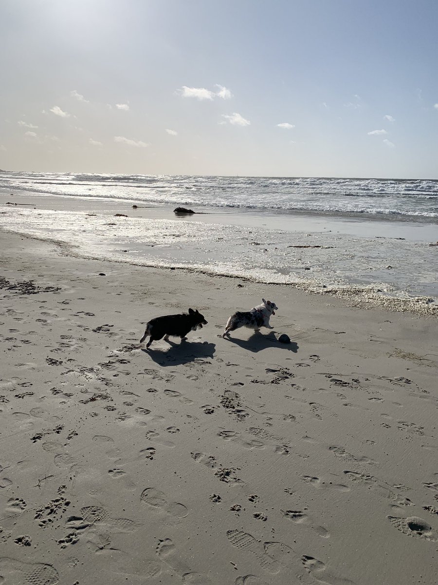 A tale of two corgis on the beach 🏝