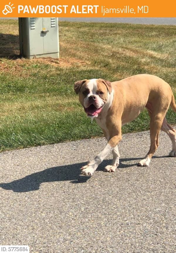 #Founddog wandering Cook Brothers Rd in #IjamsvilleMD now at #FCAC #FrederickCountyMD Animal Control 1832 Rosemont Ave 301-600-1544 #Ijamsville #Maryland #lostdog #missingdog #missingpets #lostpets
