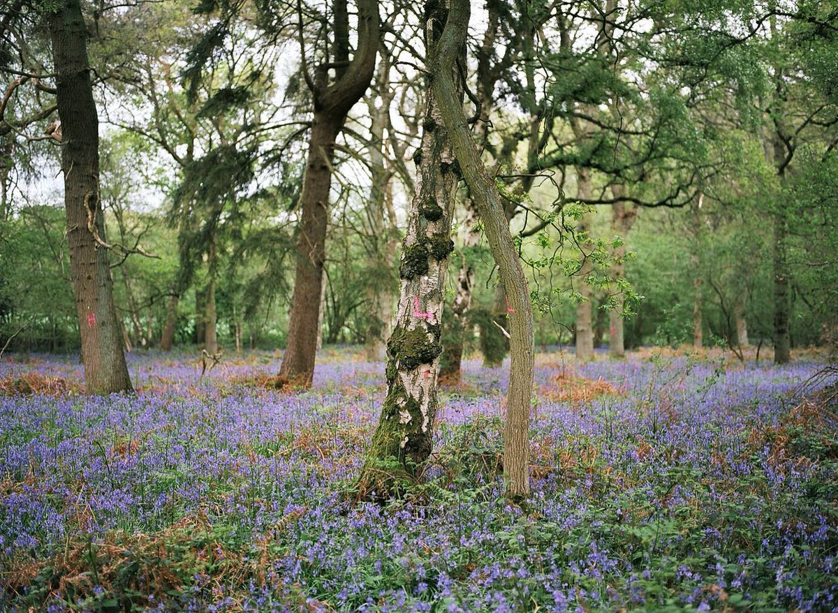 missestoner's tweet photo. Broadwells Wood in Warwickshire is marked for destruction by HS2, which will damage 108 ancient woods. I photographed it last spring, along with other woodlands under threat. These areas are our most diverse ecosystems. We need to #StopHS2 - petition here https://t.co/fWYV2K5FwF https://t.co/OHuPeQ5eZt