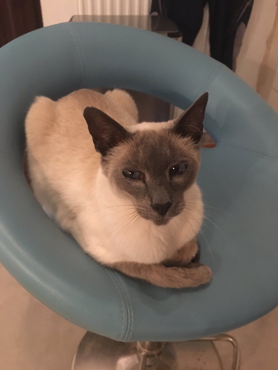 braincurve's tweet image. Unless you’ve lived with a Siamese cat you don’t realise you live in their house, at their beck and call!