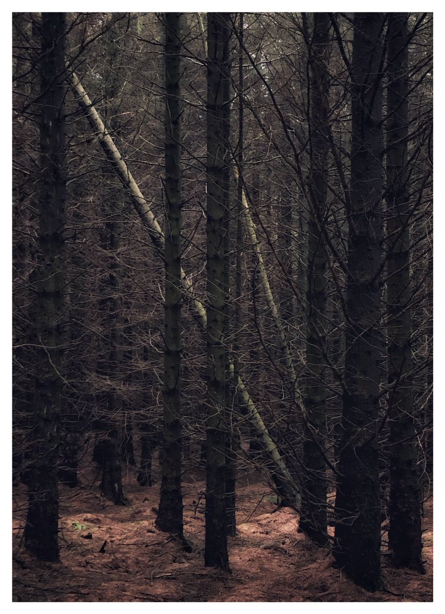 JonD08's tweet photo. Went for walk today with the dogs to a new spot. amazing place &amp; amazing conditions, shame I forgot to take a camera 🤦🏼‍♂️ first time in ages I got excited about taking pictures 😃 https://t.co/XN89whCHH5