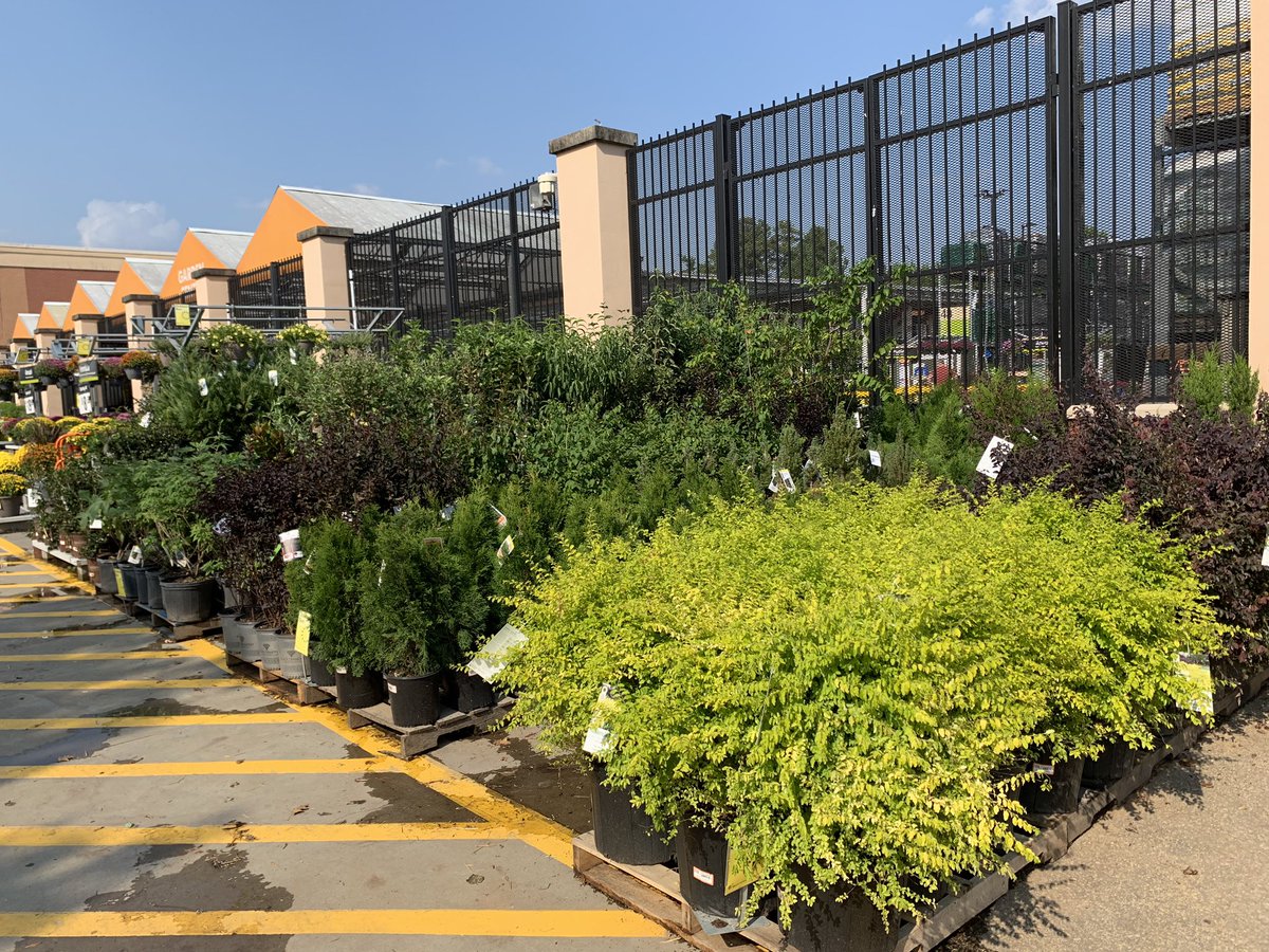 Hey <a href="/freddyplants/">Fplants</a>, the mums &amp; fall shrubs look awesome at 0164! @Carell_R <a href="/HomeDepot0164/">Peachtree City HD</a>