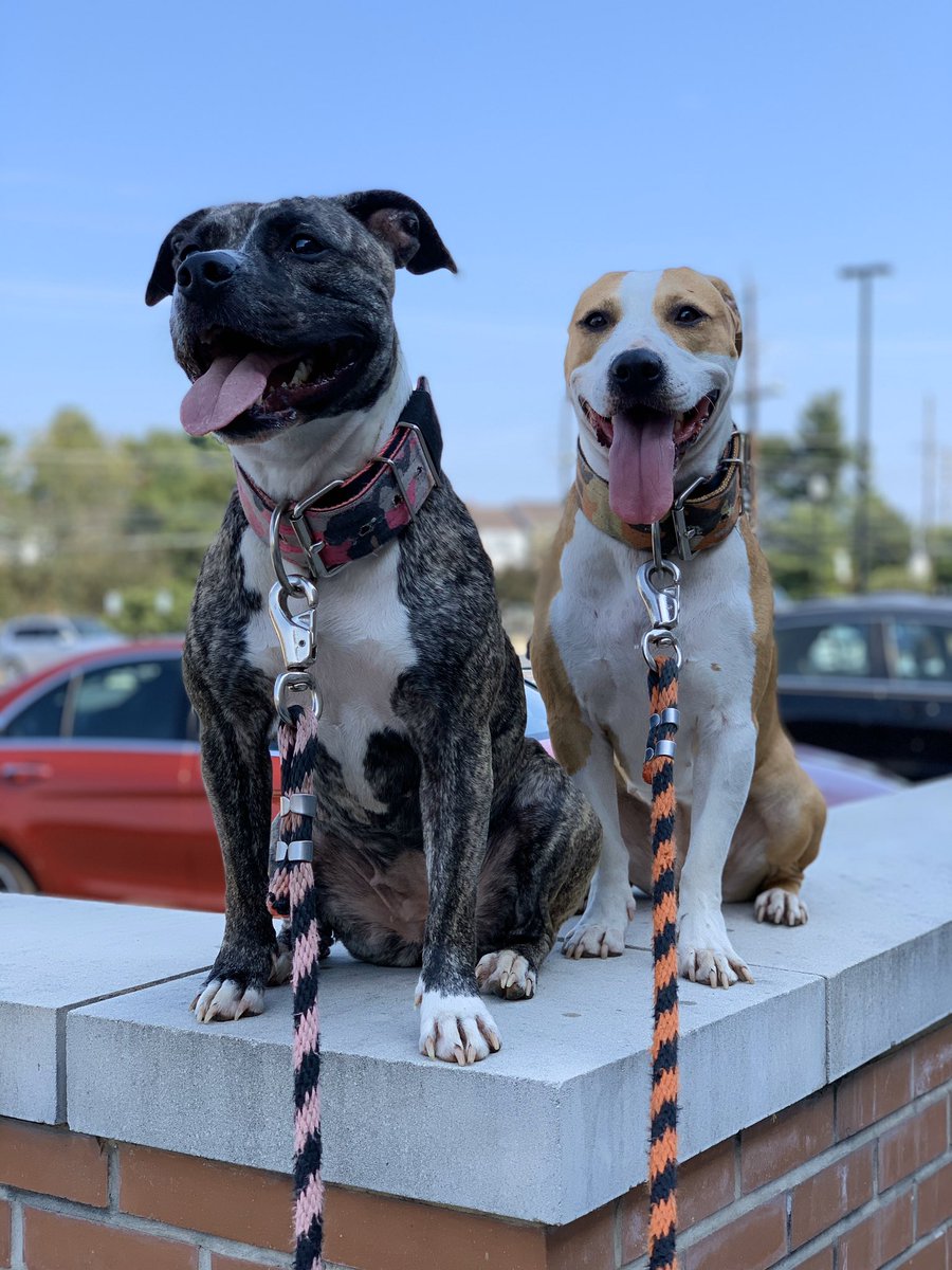 AllMountains's tweet image. Rogue &amp;amp; Remy. #ThickAsThieves #fitdogs