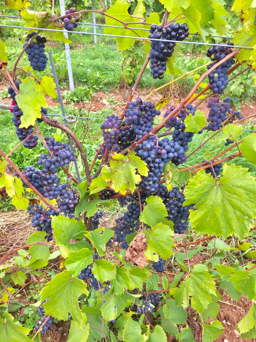 Cabernet Foch is thriving this year at #johnstonvineyards despite a rocky history in Nova Scotia. It makes the best cold hardy red wine! ⁦<a href="/PeteLuckett/">Pete Luckett</a>⁩ ⁦<a href="/MikeMainguy/">MikeMainguy</a>⁩ ⁦<a href="/HeartDocSharon/">Sharon Mulvagh MD FRCPC FASE FACC</a>⁩ ⁦@WinesofNS⁩
