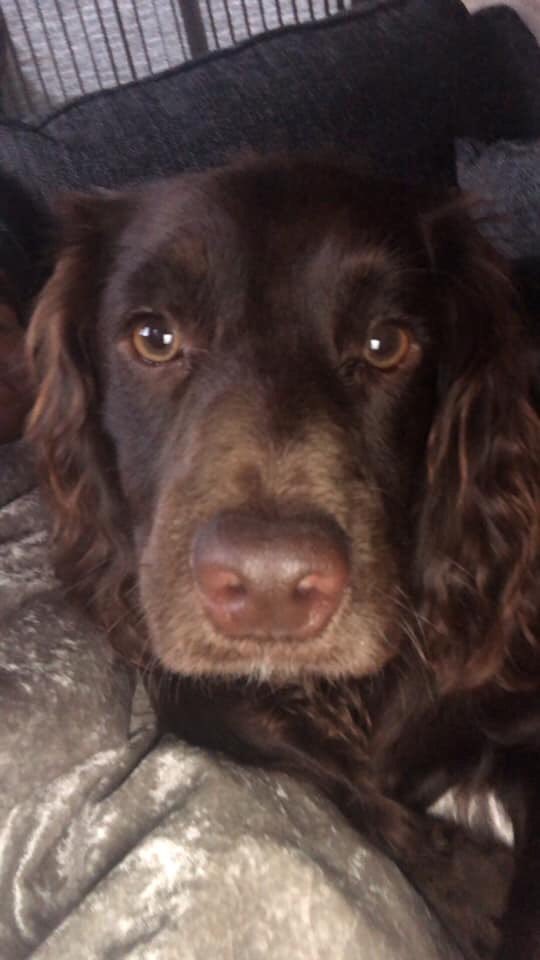 rosieDoc2's tweet photo. #LOST #cocker in the #LakeDistrict approx 6pm @sar_dogs 🆘 walking down from #Skiddaw towards #Milbeck MAC was only visiting, so will be confused &amp; scared 
07803811060 
❗️PLS PLS RETWEET - HELP PLS❗️

https://t.co/oNr9CslDac https://t.co/BihKzPQk3D