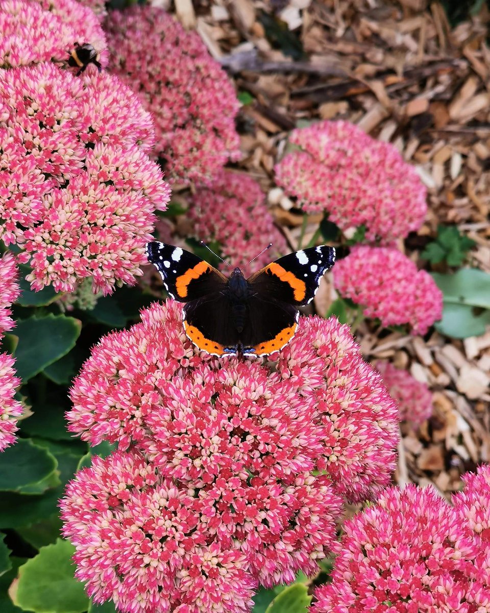 A great entry into our Animal Photo Contest.

 #cyberlink #photodirector #photo #photoediting #photoeffects #effects #photography