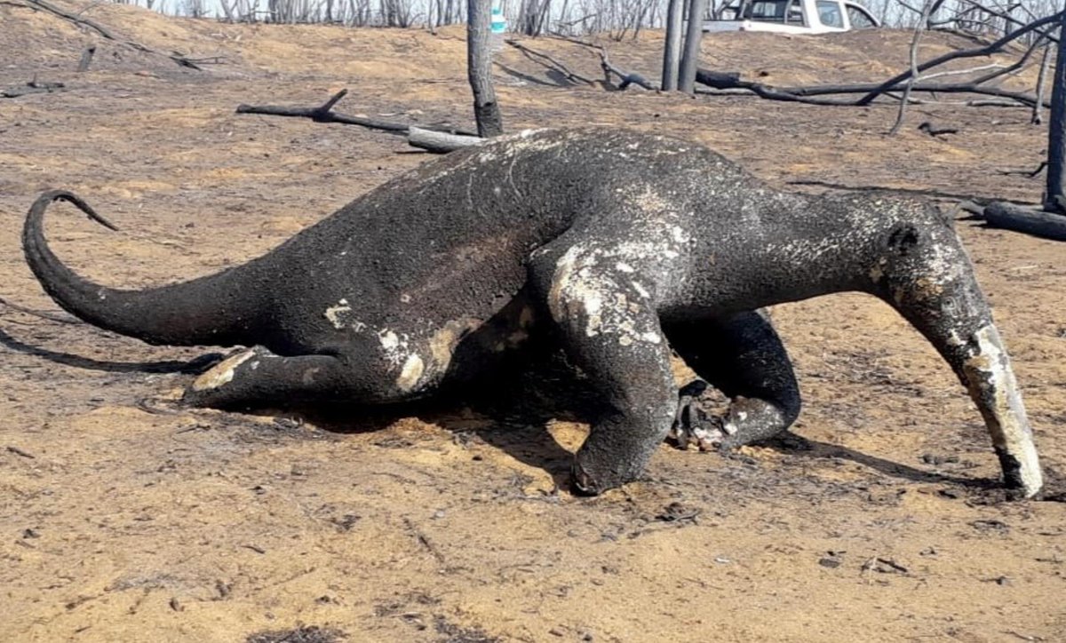 This is what the  #ClimateCrisis looks like in  #SouthAmerica right now. #Bolivia https://twitter.com/clairefrwordley/status/1178003699731439618