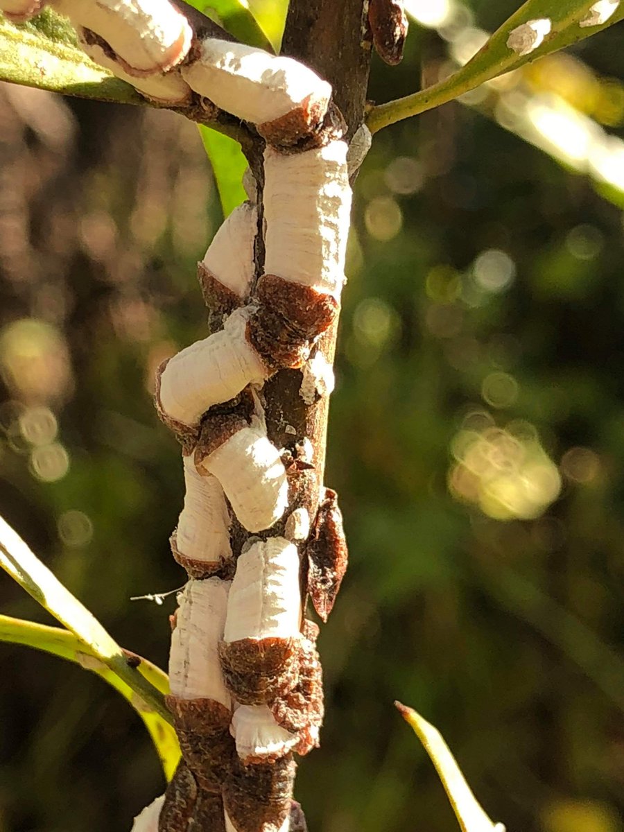 Anyone know what these grub like creatures are on Wild Peach Trees and had any experience with killing them.  Any help would be great.