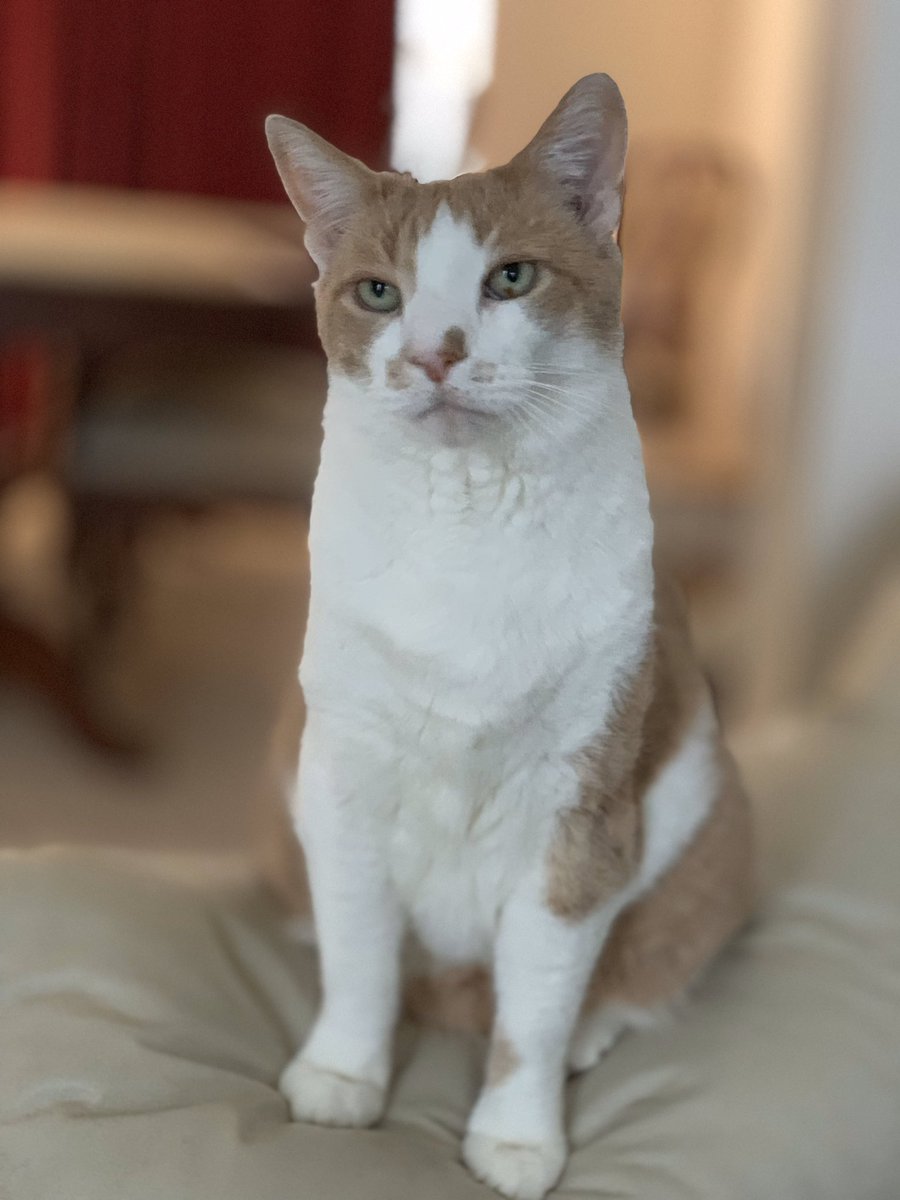 DreaCreative's tweet photo. Happy #Caturday https://t.co/8ZhuHB9DIy