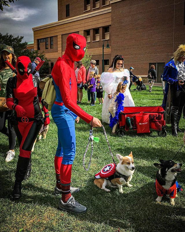 CorgMarshall's tweet photo. All #Corgis are superheroes. 
#TourdeCorgi #corgisofinstagram … https://t.co/bxZ6obUrp5 https://t.co/GQwqT4DzZu