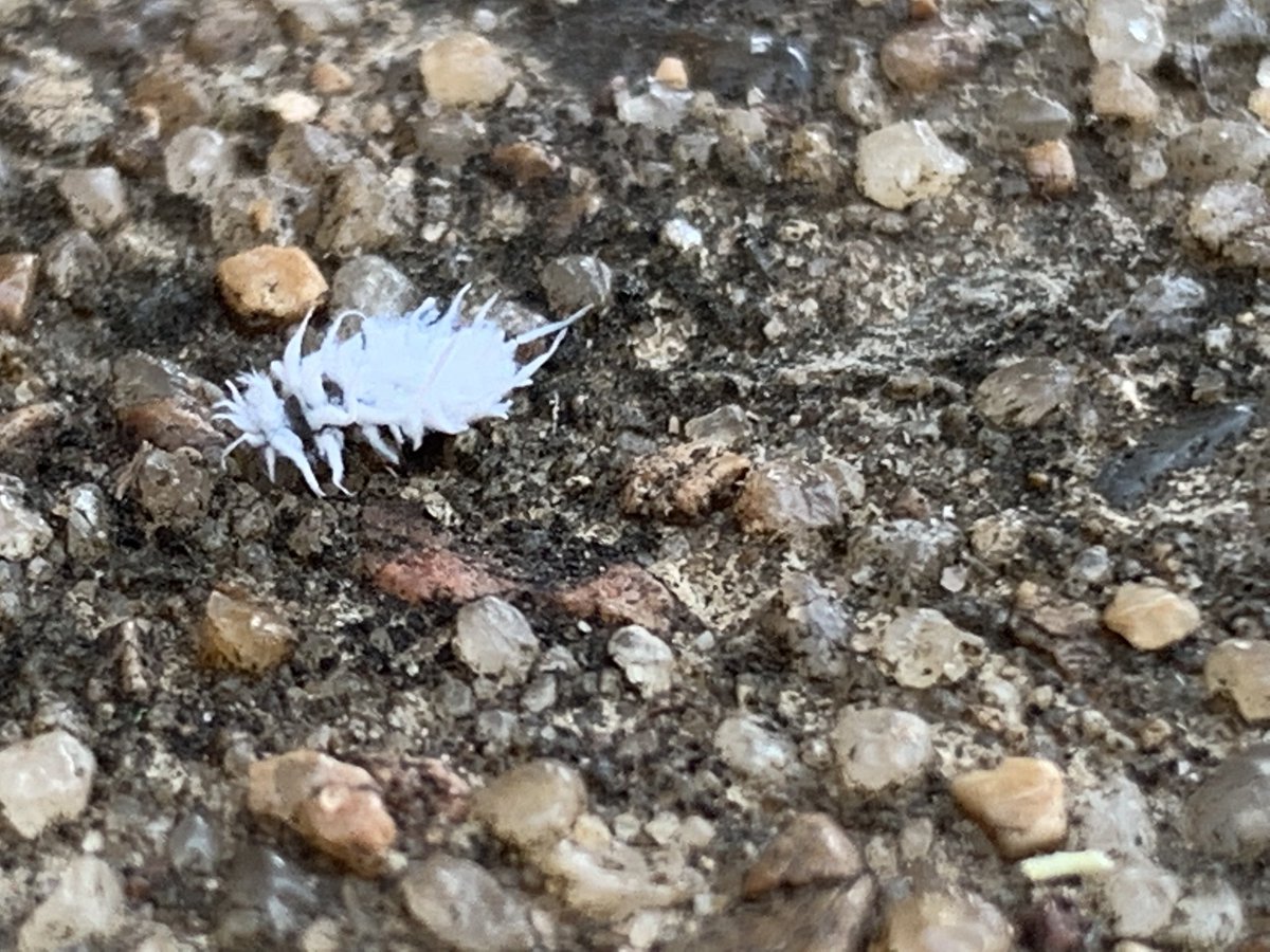 willwigg21's tweet photo. #bugwatching no idea what the white one will be. But we do have a pretty grasshopper, ???, lacewing (I believe), and some Hemiptera sex https://t.co/ISiV7uUA5Y