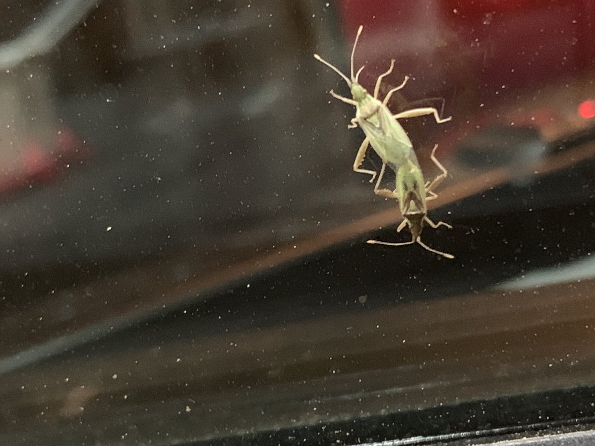 willwigg21's tweet photo. #bugwatching no idea what the white one will be. But we do have a pretty grasshopper, ???, lacewing (I believe), and some Hemiptera sex https://t.co/ISiV7uUA5Y