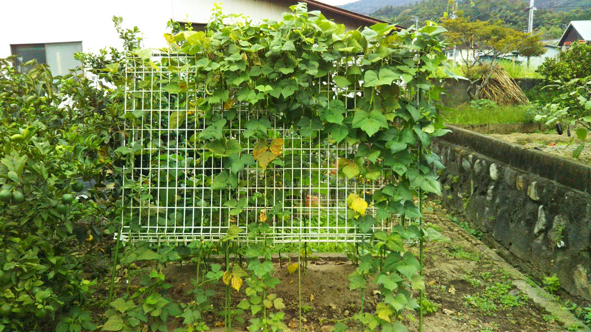 インゲンの栽培